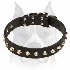 Leather Amstaff Collar with Nickel-Plated Decor