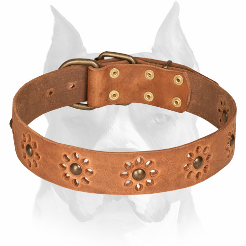 Amstaff Leather Collar for Walking in Style