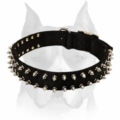 Spiked nylon dog collar for Amstaff breed