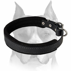 Pefect felt padded leather Amstaff dog collar for training