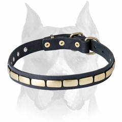 Your Amstaff will enjoy every moment in this leather dog collar