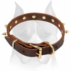 Brass spiked Amstaff leather dog collar 