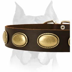 Multipurpose leather dog collar with brass plates