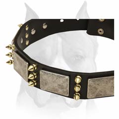 Amstaff breed leather dog collar decorated with plates and spikes