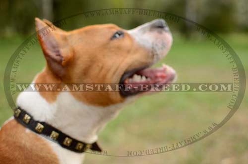 Awesome-looking leather dog collar for Amstaff