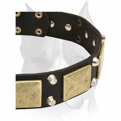 Perfect Amstaff breed dog collar with plates and nickel-plated pyramids