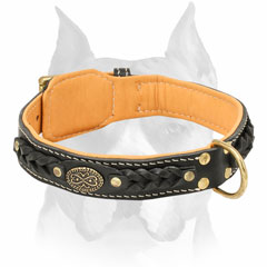 Soft padded leather dog collar for Amstaff