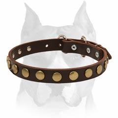 Stylish elegant leather Amstaff dog collar 