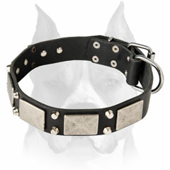 High quality Amstaff leather dog collar with plates and pyramids