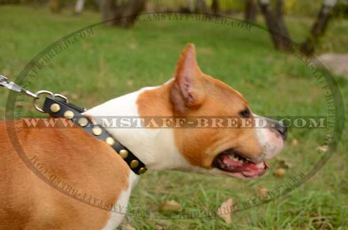 Amstaff breed leather dog collar with brass circles