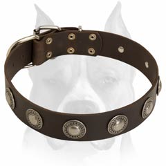 Fashionable Amstaff leather wide dog collar for walking