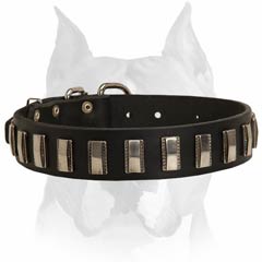 Cool-looking Amstaff leather dog collar