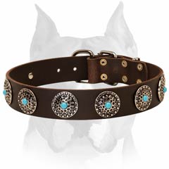 Solid quality Amstaff dog collar for fashionable and stylish     everyday walking