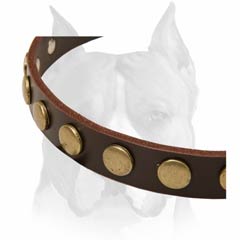 Brass circles decorated leather dog collar for handling Amstaffs