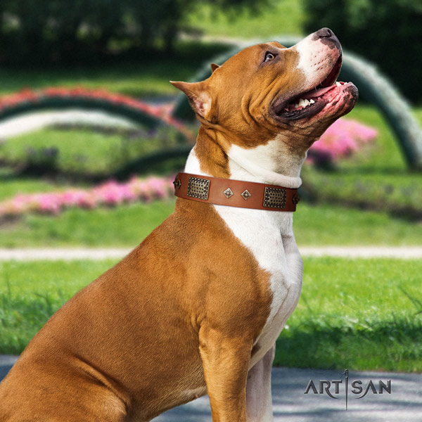 Amstaff extraordinary full grain leather dog collar with decorations for fancy walking