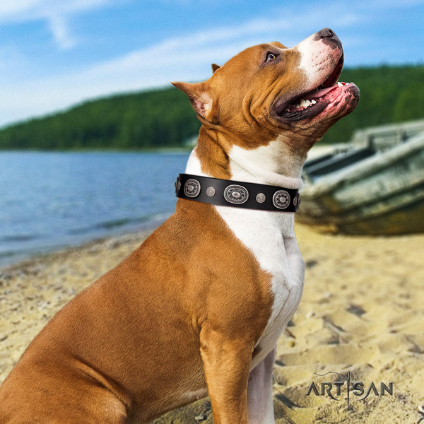 Amstaff stylish design leather dog collar with embellishments for comfy wearing