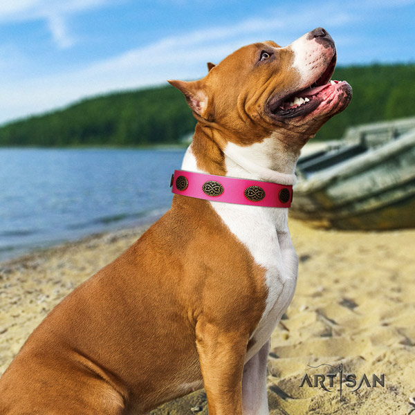 Amstaff unusual genuine leather dog collar with adornments for basic training