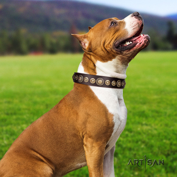 Amstaff designer leather dog collar with embellishments for everyday walking