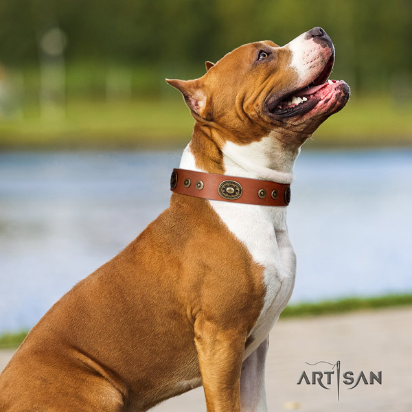 Amstaff incredible full grain leather dog collar with embellishments for stylish walking