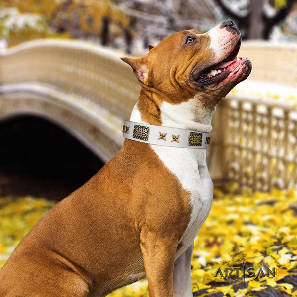 Amstaff stylish full grain leather dog collar with decorations for everyday walking