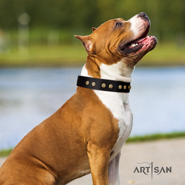 Amstaff exquisite genuine leather dog collar with embellishments for daily use