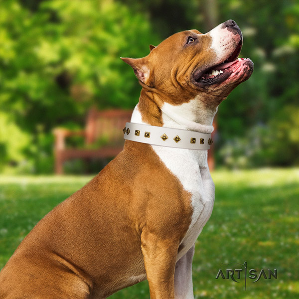Amstaff significant leather dog collar with adornments for basic training