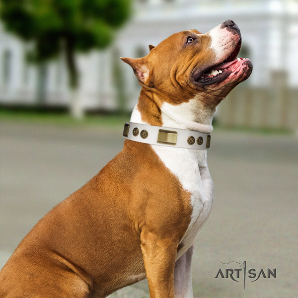 Amstaff significant leather dog collar with studs for comfy wearing