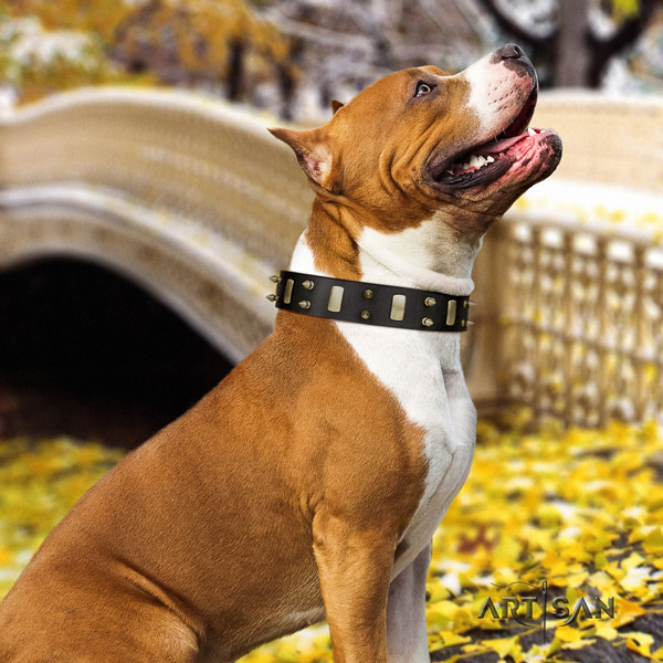 Amstaff top notch full grain leather dog collar with adornments for everyday use