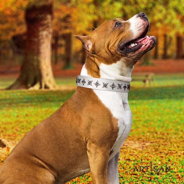 Amstaff exquisite genuine leather dog collar with embellishments for walking