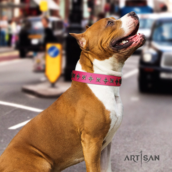 Amstaff extraordinary leather dog collar with embellishments for walking