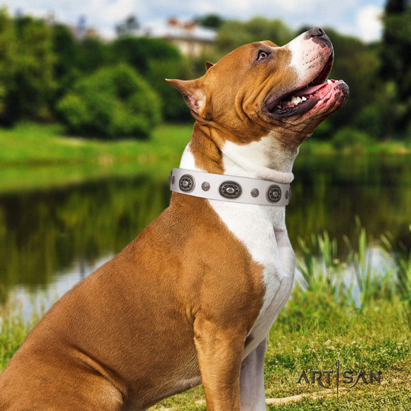 Amstaff fashionable leather dog collar with studs for stylish walking