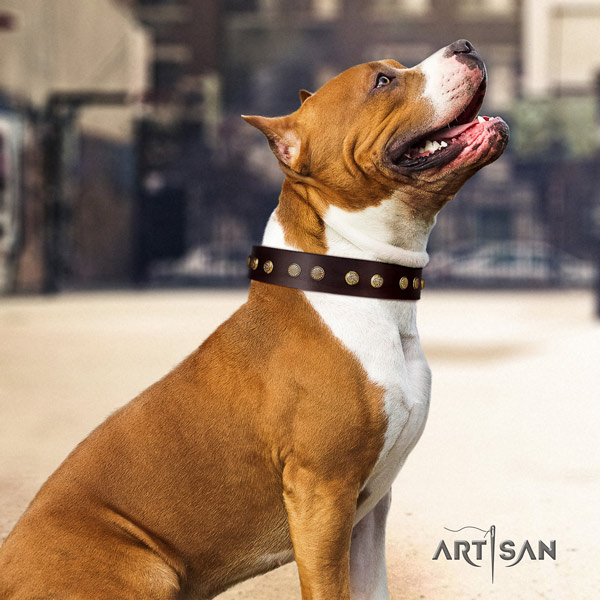 Amstaff significant leather dog collar with decorations for everyday use