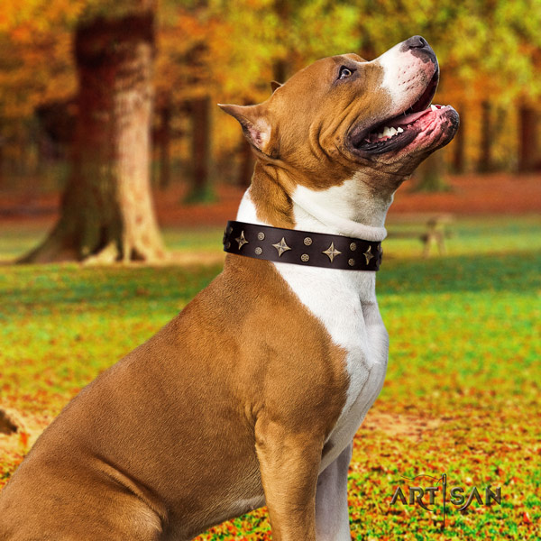 Amstaff awesome genuine leather dog collar with studs for fancy walking