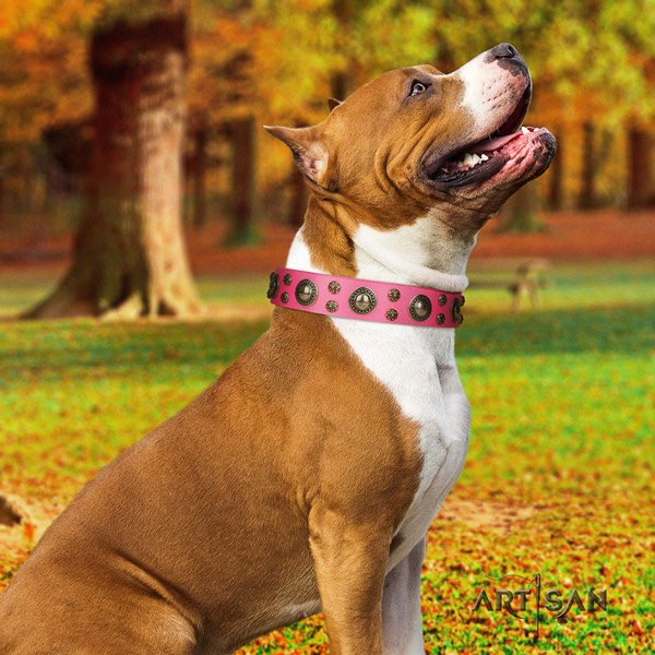 Amstaff extraordinary genuine leather dog collar with embellishments for fancy walking