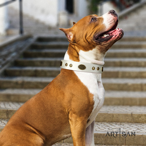 Amstaff extraordinary full grain leather dog collar with decorations for stylish walking