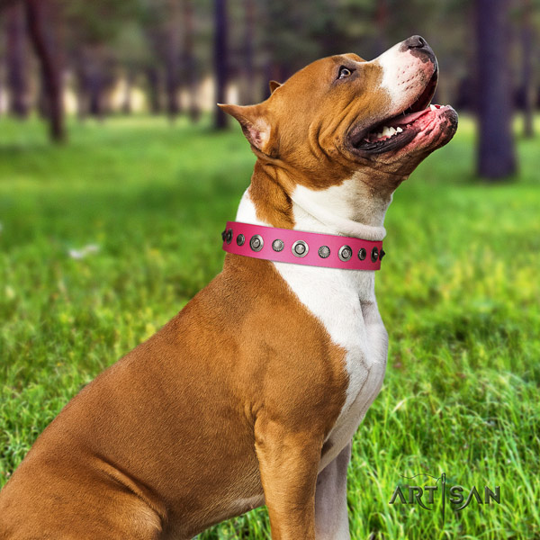 Amstaff incredible genuine leather dog collar with adornments for walking