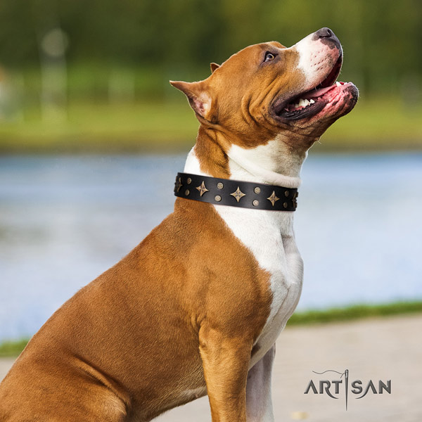 Amstaff exceptional genuine leather dog collar with adornments for daily walking