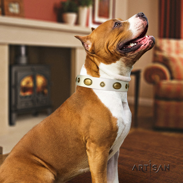 Amstaff top notch full grain leather dog collar with adornments for everyday walking