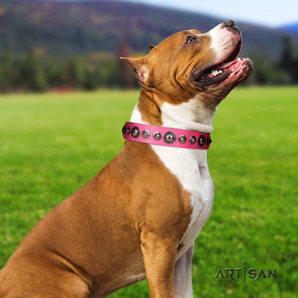 Amstaff amazing leather dog collar with studs for stylish walking