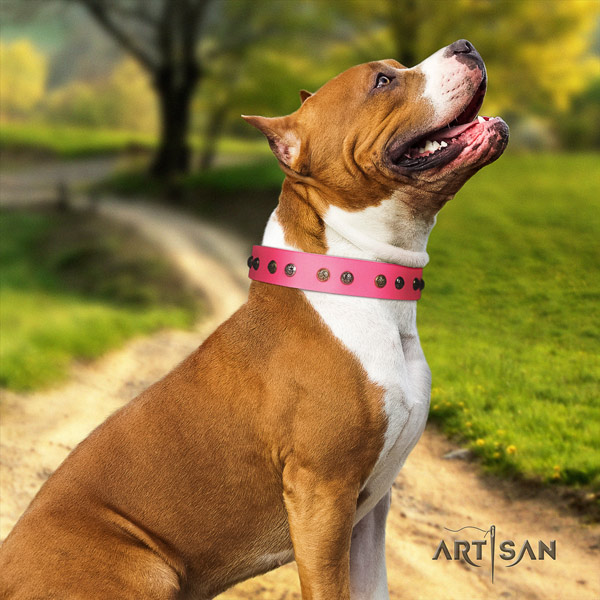 Amstaff remarkable genuine leather dog collar with adornments for easy wearing