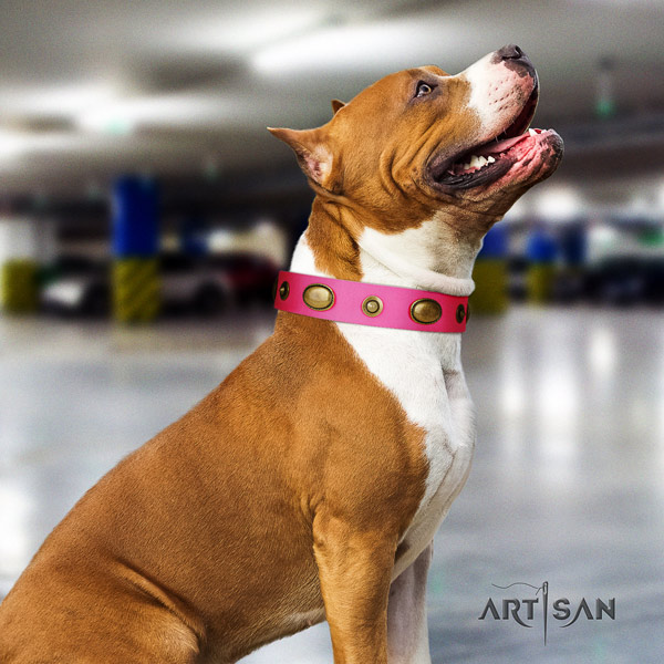 Amstaff stunning genuine leather dog collar with decorations for walking