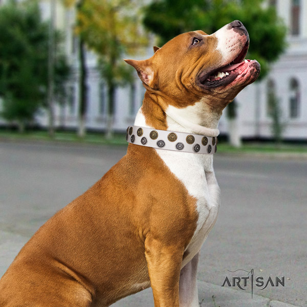 Amstaff awesome genuine leather dog collar with adornments for daily use