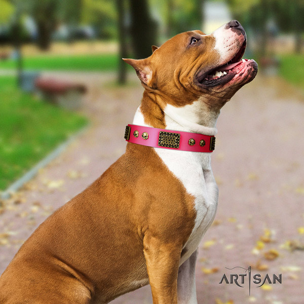 Amstaff exquisite full grain leather dog collar with adornments for everyday walking