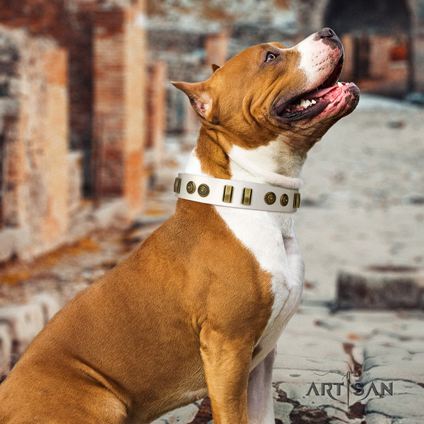 Amstaff remarkable leather dog collar with decorations for everyday use