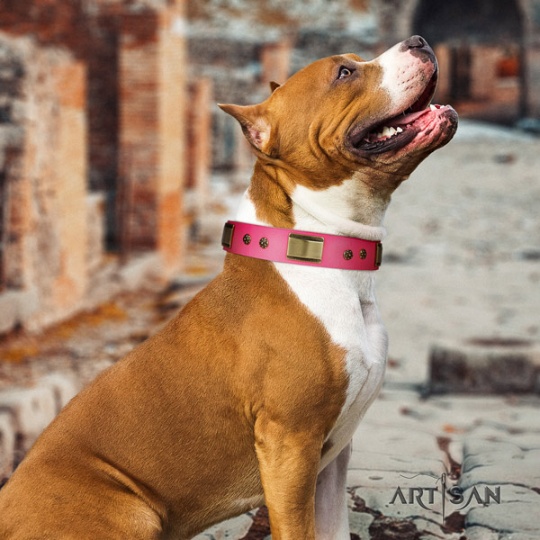 Amstaff incredible genuine leather dog collar with studs for everyday use