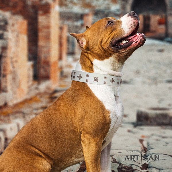 Amstaff embellished natural genuine leather dog collar for stylish walking