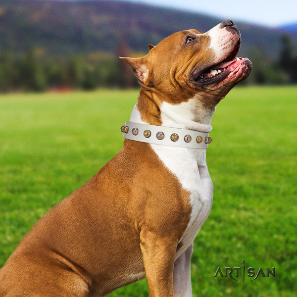 Amstaff exceptional full grain genuine leather dog collar for stylish walking