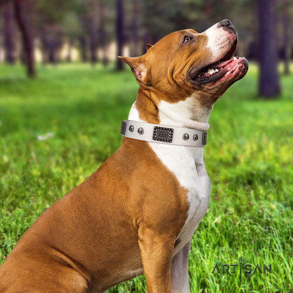 Amstaff remarkable genuine leather dog collar with adornments for basic training
