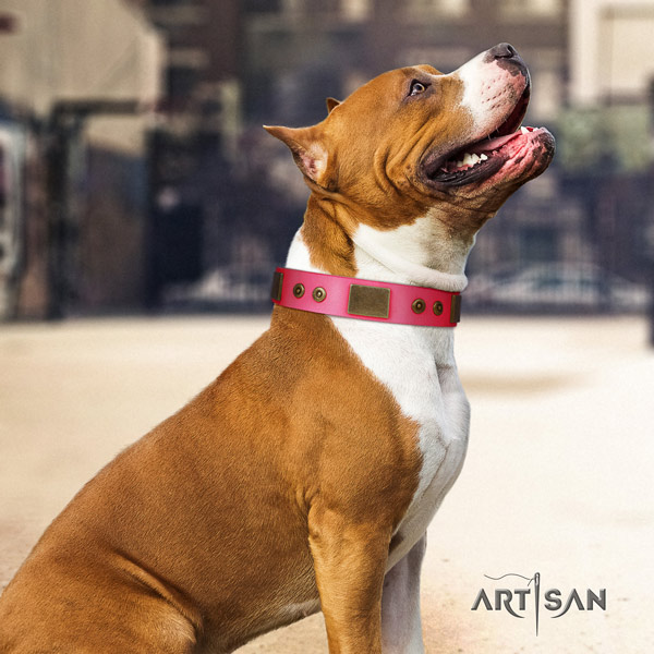 Amstaff exquisite leather dog collar with embellishments for daily use