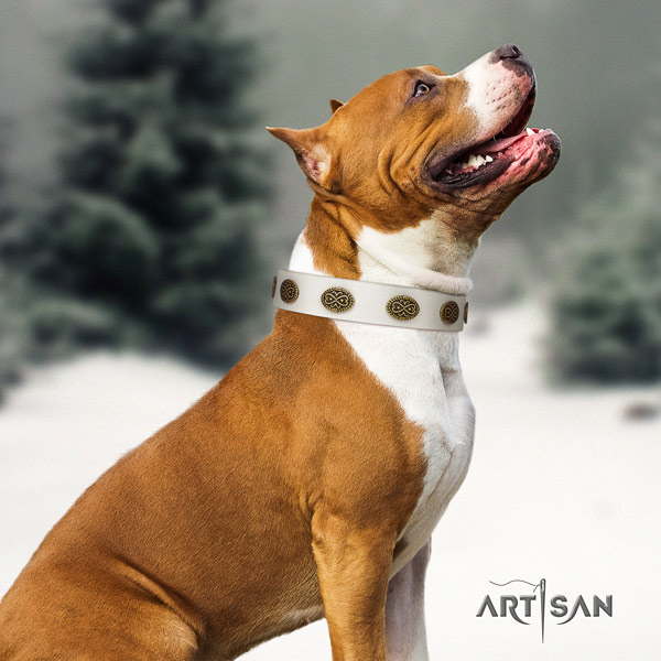 Amstaff stylish genuine leather dog collar with adornments for comfy wearing